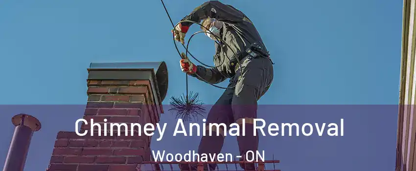 Chimney Animal Removal Woodhaven - ON